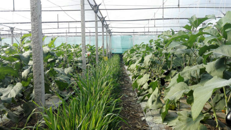banker plant