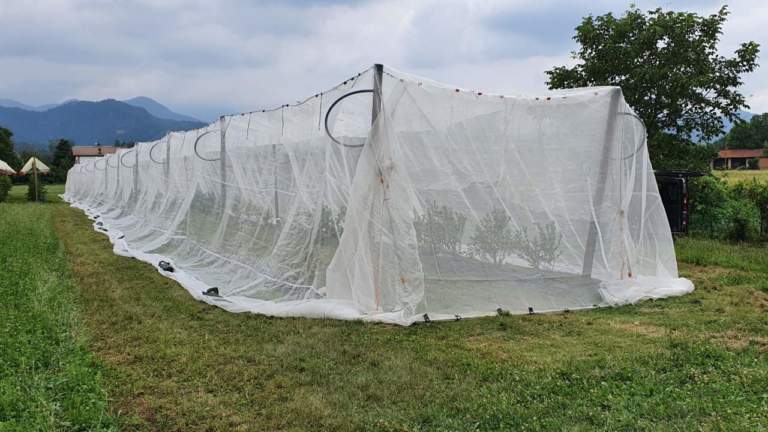 Agrion fragola 2020