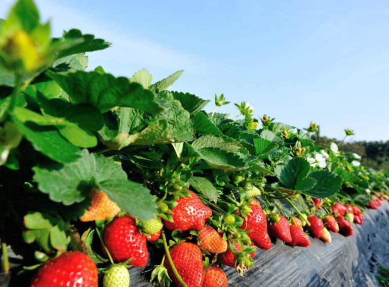 fragola superfici coltivate