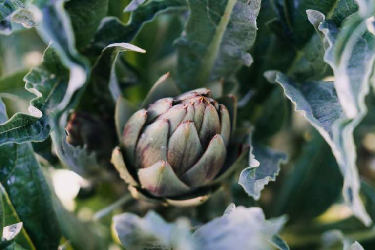 prezzi carciofi