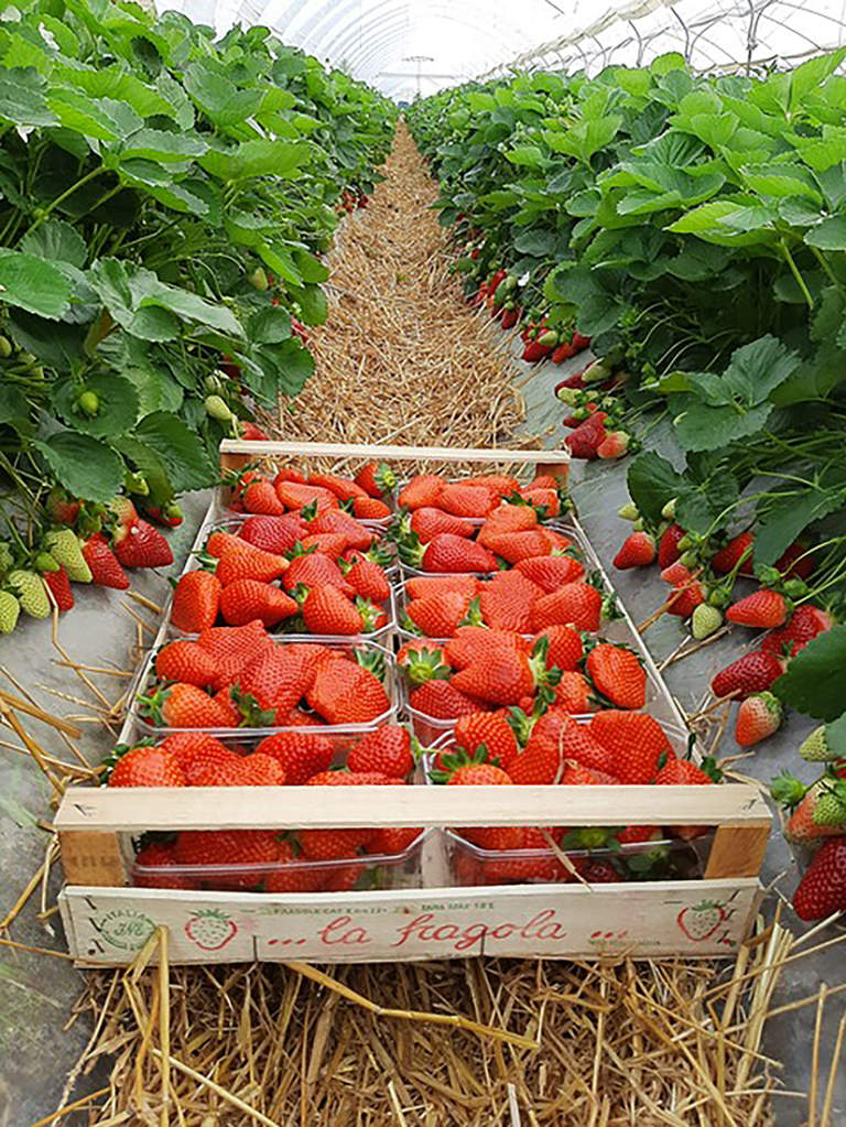 nuove varietà di fragola