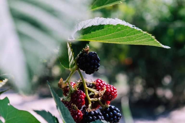 Macfrut 2021 piccoli frutti