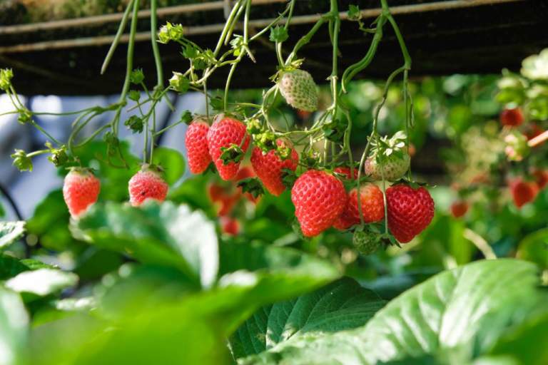 fragole in aumento