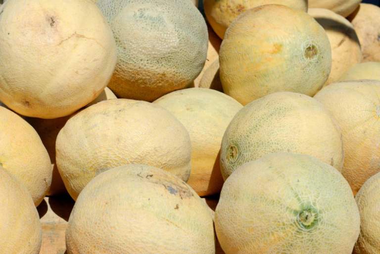meloni cantalupo