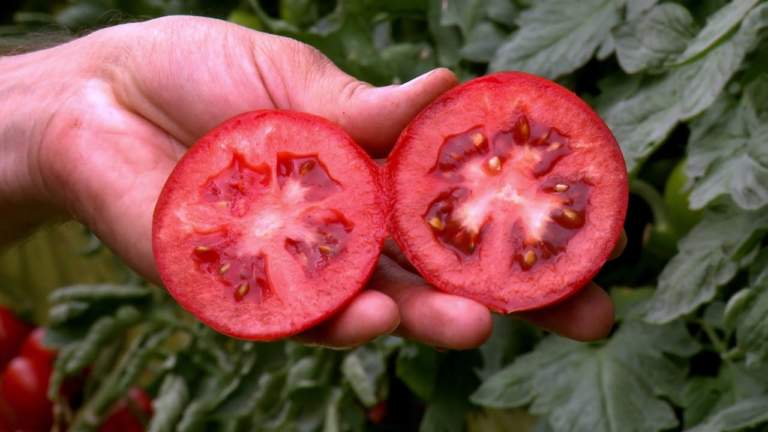 Pomodoro novità