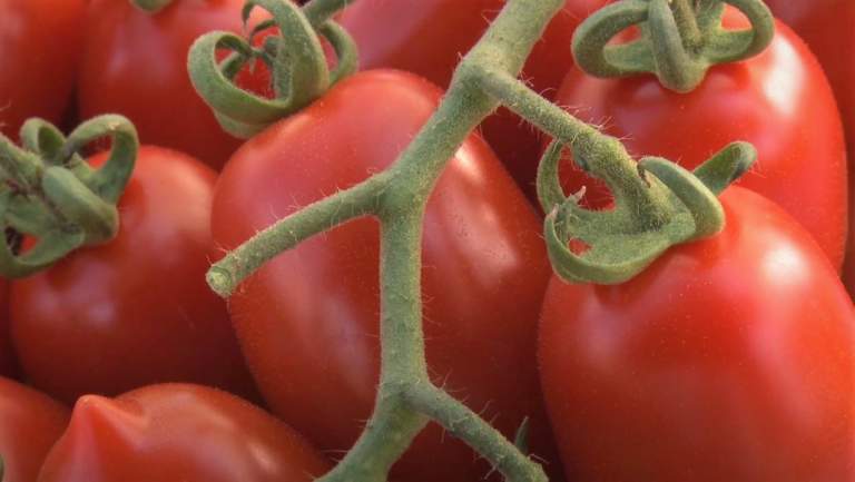 pomodoro da mensa Esasem
