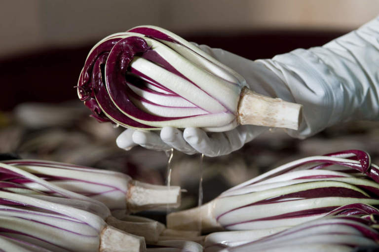 radicchio tardivo