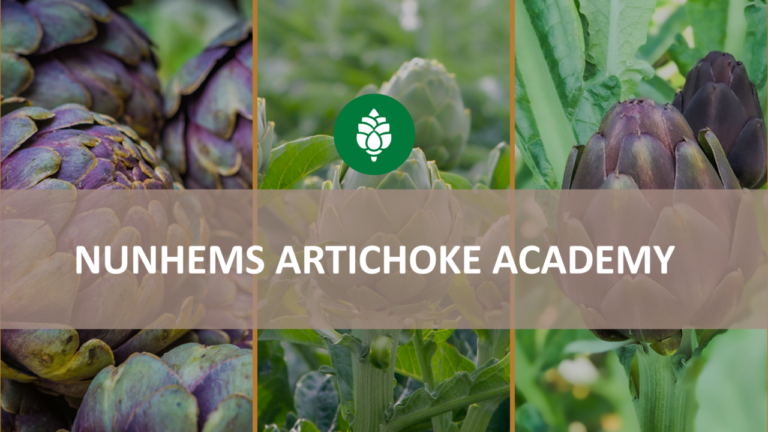 nunhems artichoke academy