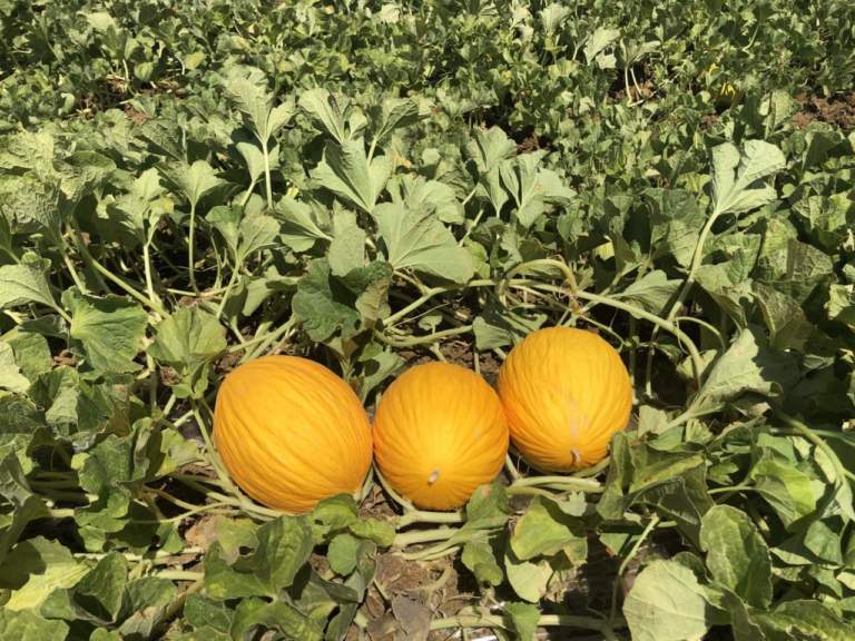 melone rubial