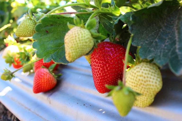 fragole