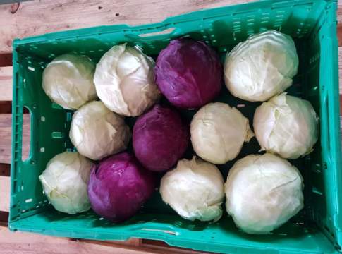 cavolo cappuccio