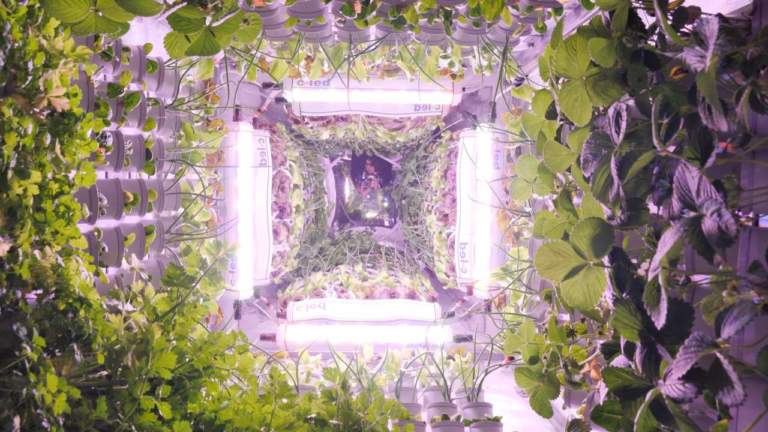 Novelfarm 2022