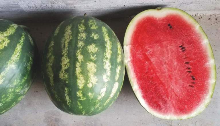Varietà Betania Esasem