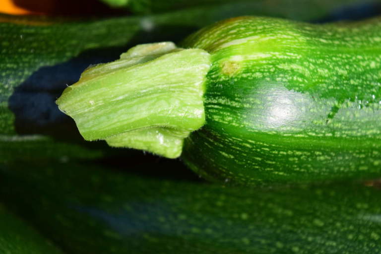 zucchine