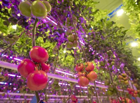 led pomodori