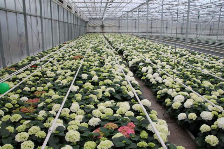 fiori