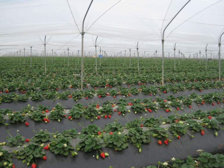 Horizon 2020 Breeding Value
