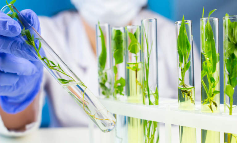 piante in laboratorio