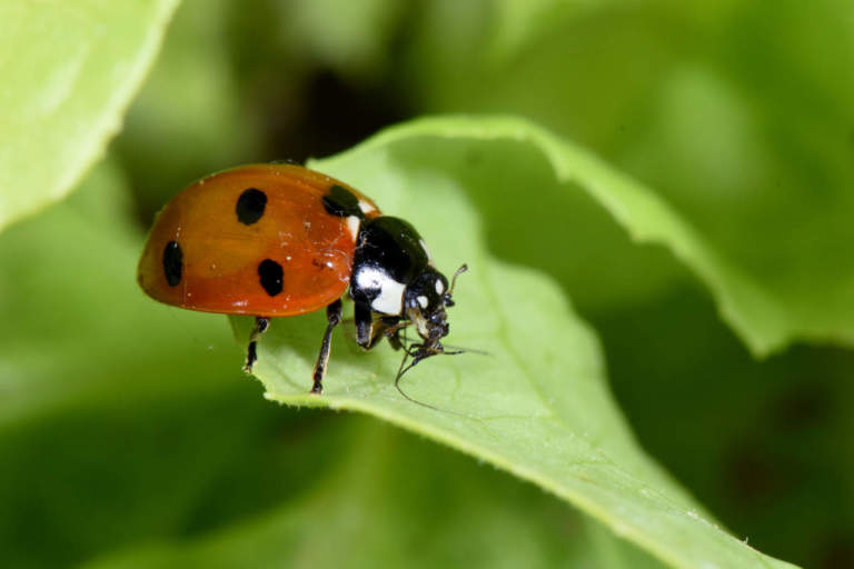 coccinella