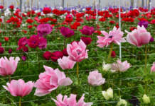 Un nuovo biostimolante dai sottoprodotti della filiera ittica biostimolante