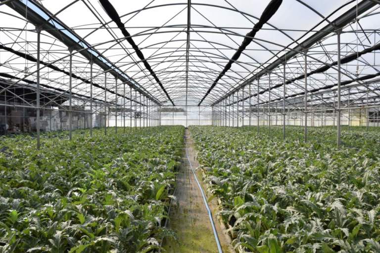micropropagazione