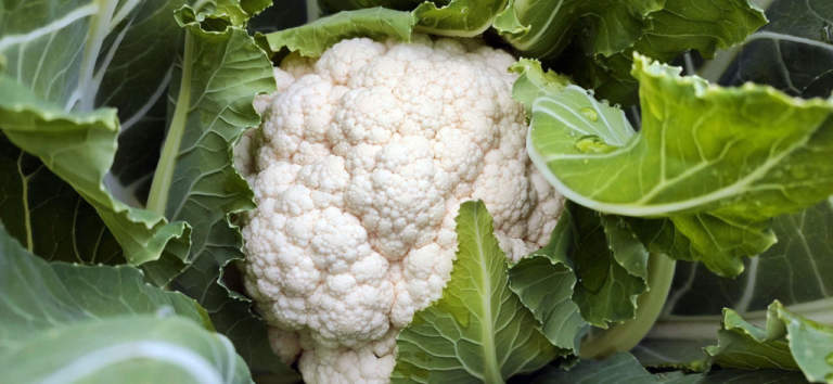 cavolfiore