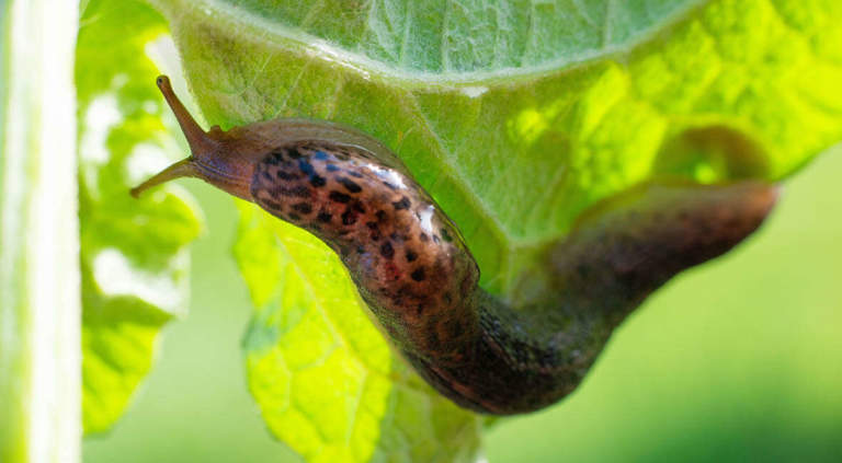 limaccia