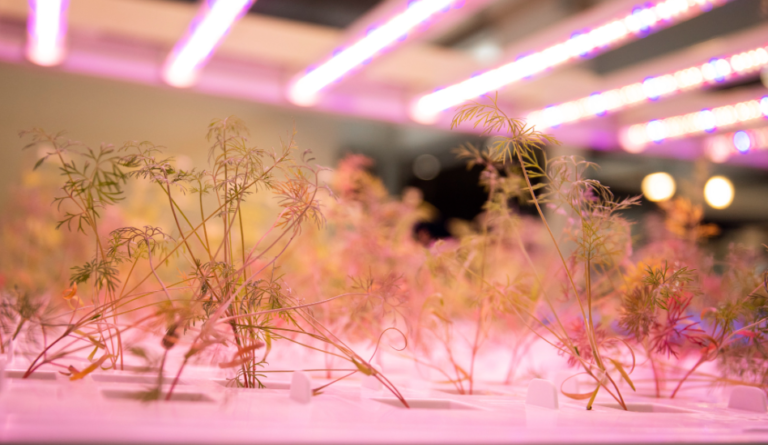 vertical farm