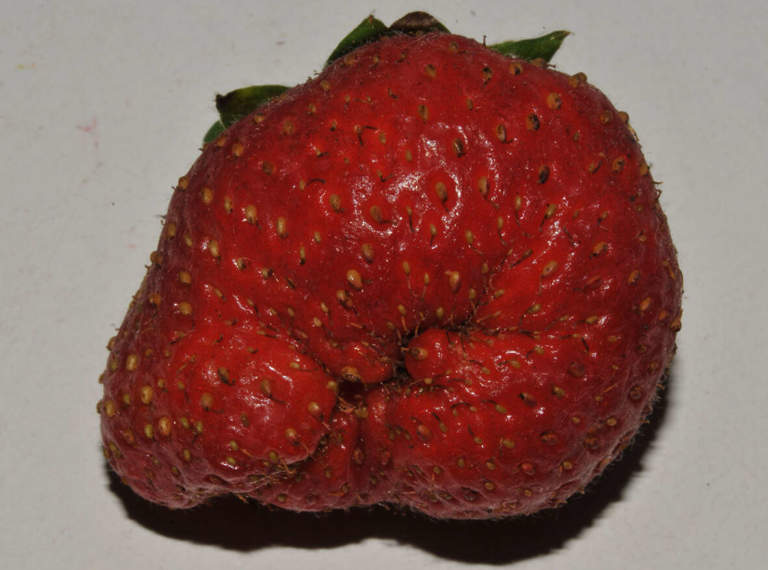 fragola