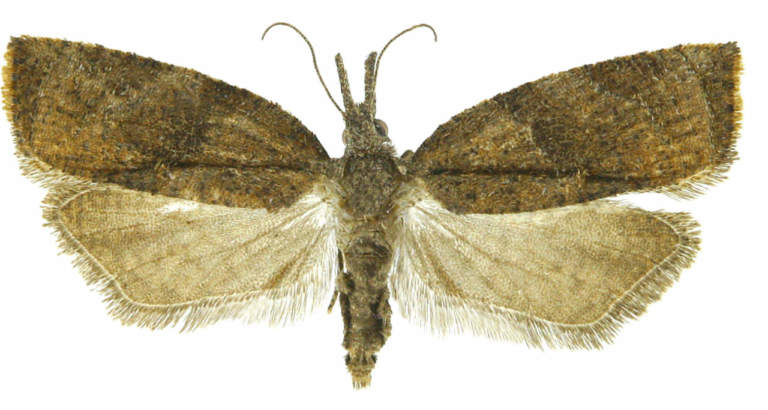 Platynota stultana