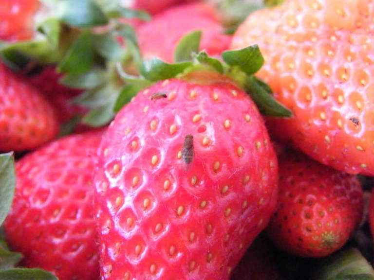 fragola