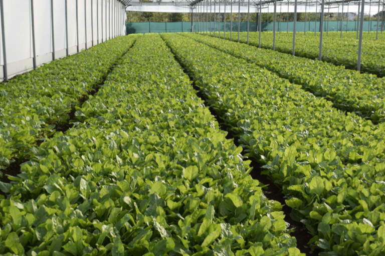 quarta gamma precision farming