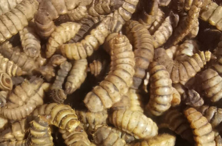 frass insetto fertilizzante