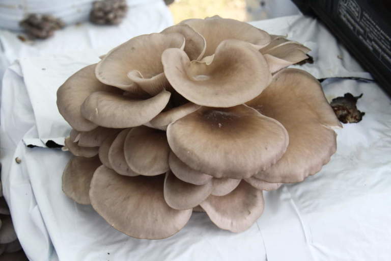 soi foto 1