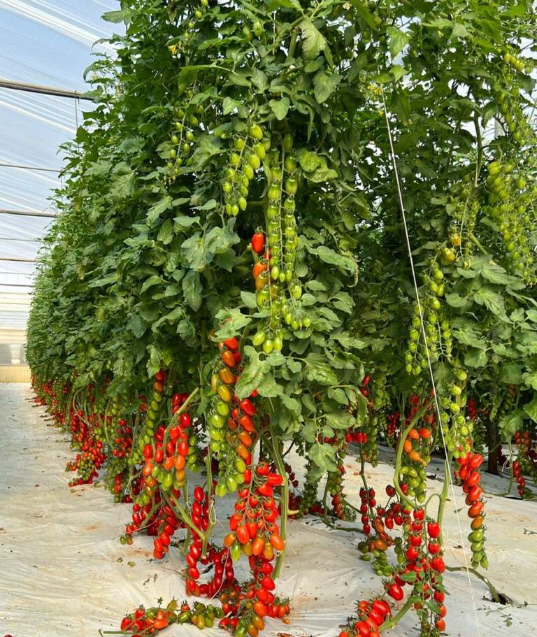 esasem pomodoro mensa