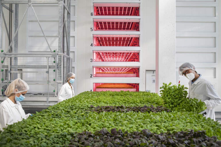 agricola moderna vertical farming