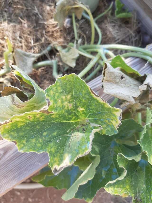 Pachioli melone