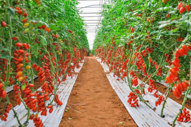 pomodori datterini di qualità