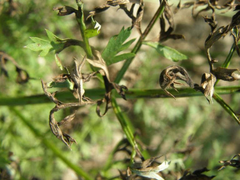 alternaria carota