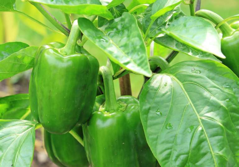 peperoni