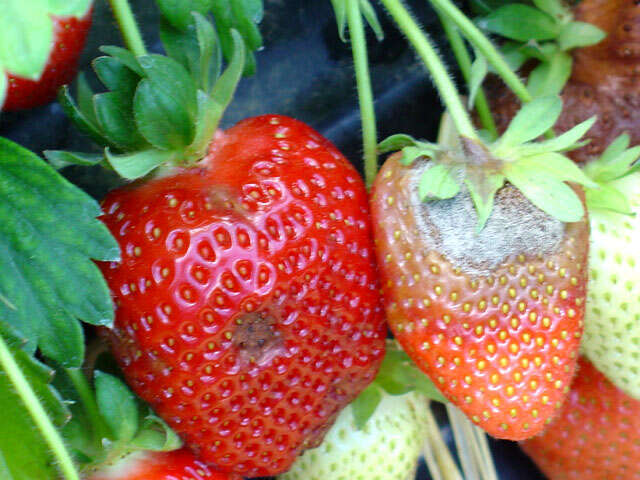 fragole