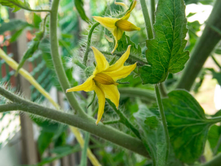 tomato flower