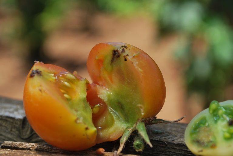 pomodoro