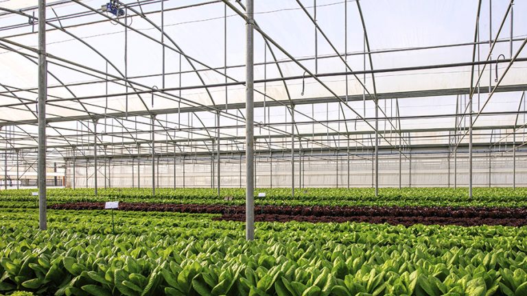 bremia lettuce