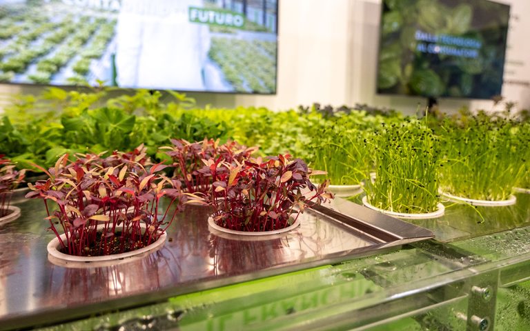 novelfarm 2025
