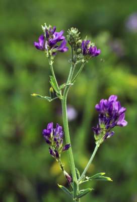 erba medica