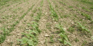 Diserbo girasole, le strategie a disposizione