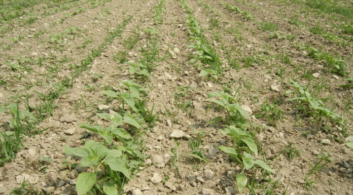 Diserbo girasole, le strategie a disposizione