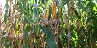 Mais, rese sulle montagne russe