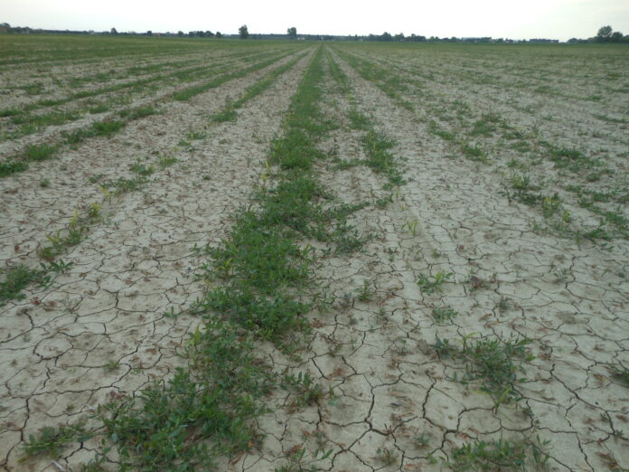 Bartolini_DiserboMais_foto01_errori pulizia letto di semina